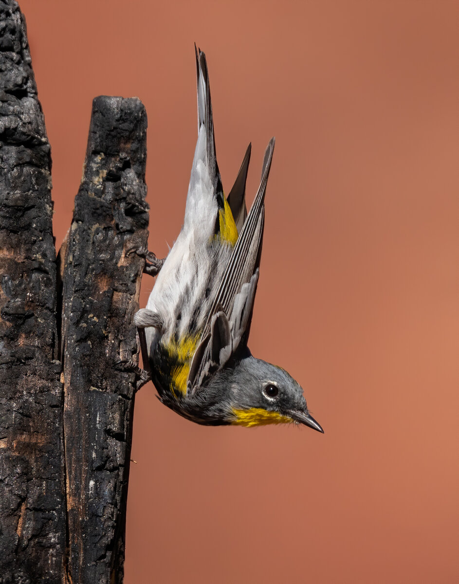 Audubon's warbler-5695-Edit.jpg