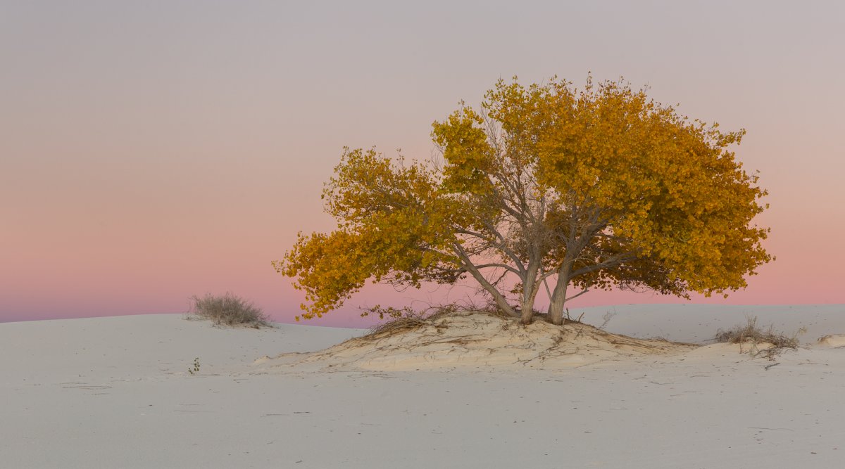 Autum in the desert.jpg