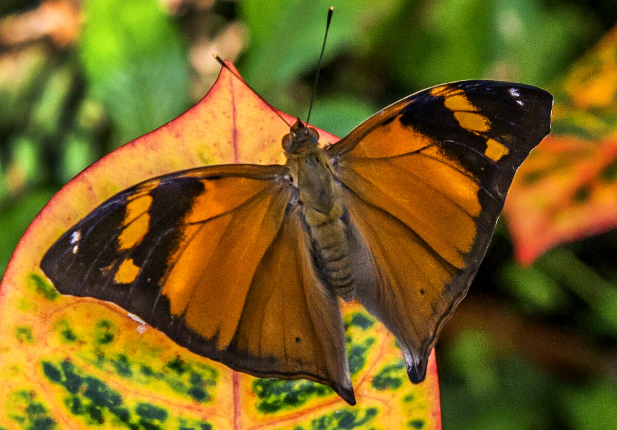 Autumn Leaf.jpg