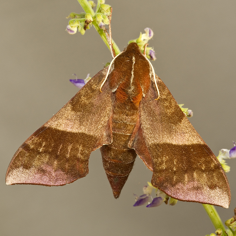 Azalea Sphinx Moth (Darapsa choerilus).jpg