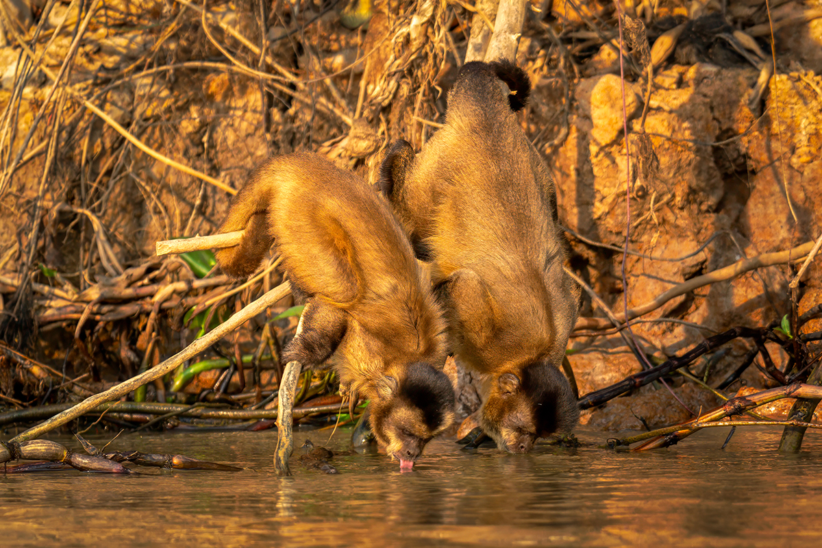 Azara's Capuchin-09964-Edit.jpg