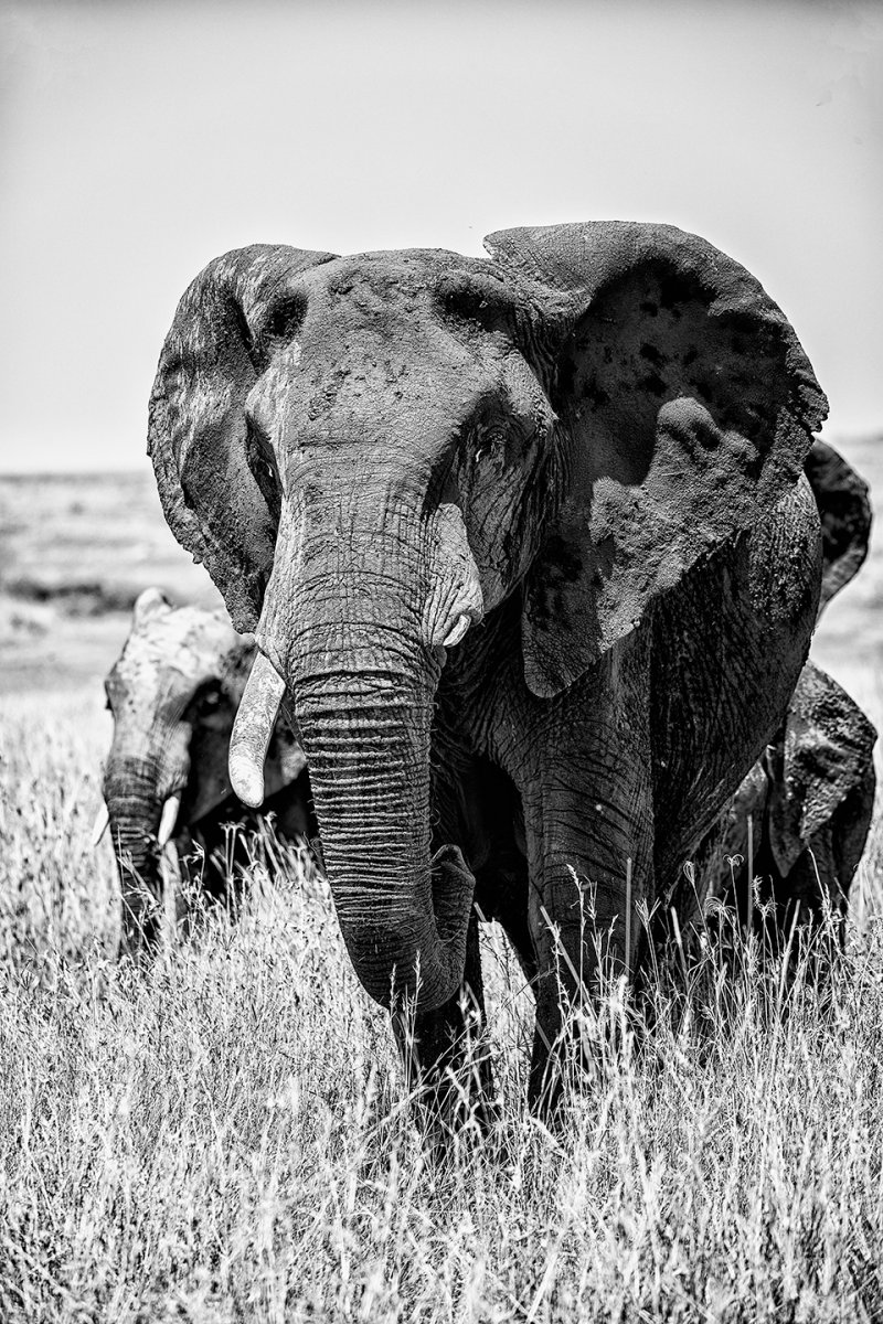 b&w-elephant-turned.jpg