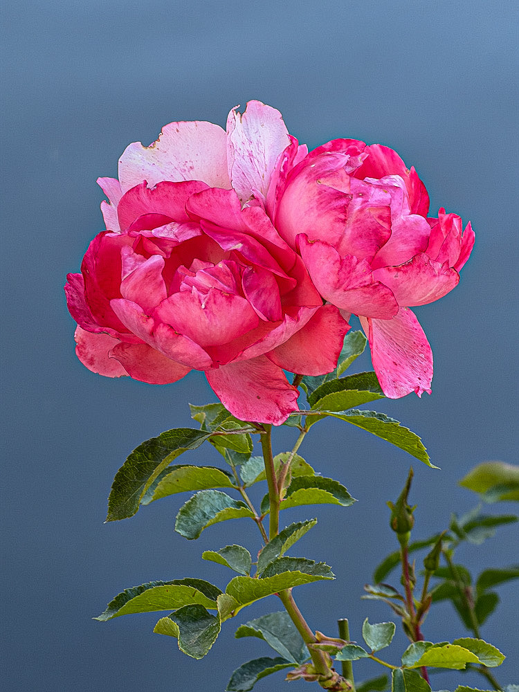 B144C909-AA7B-44FE-B371-4F925DD4B0E8.jpeg