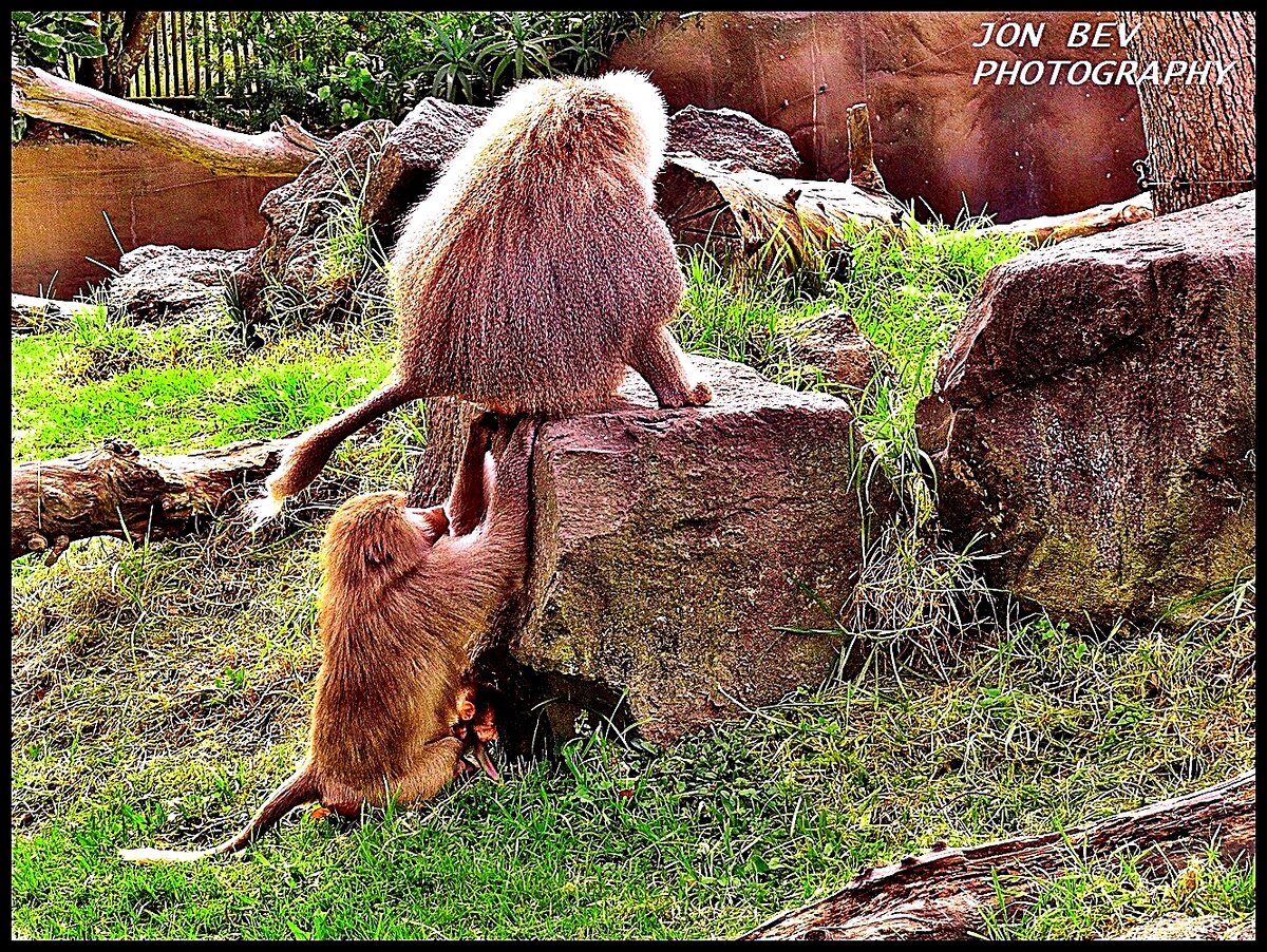 baboon nosy.JPG