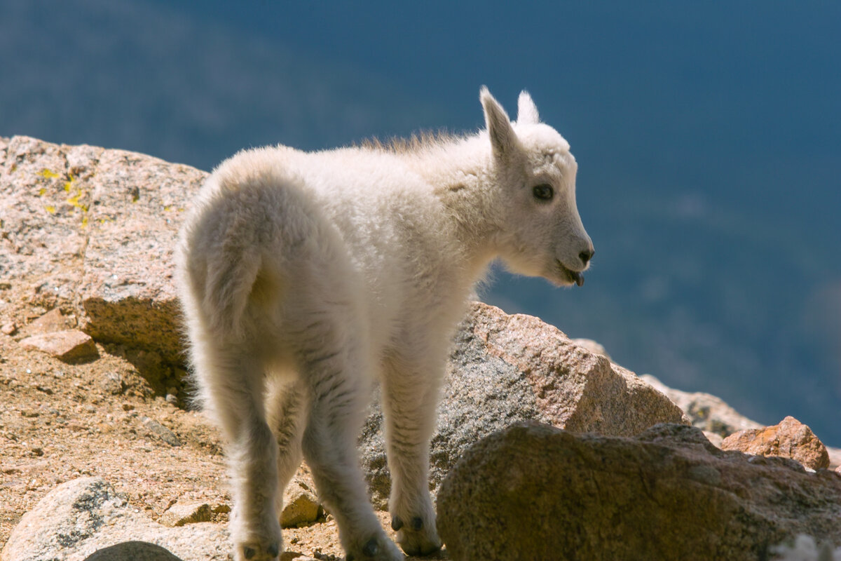 Baby Goat.jpg