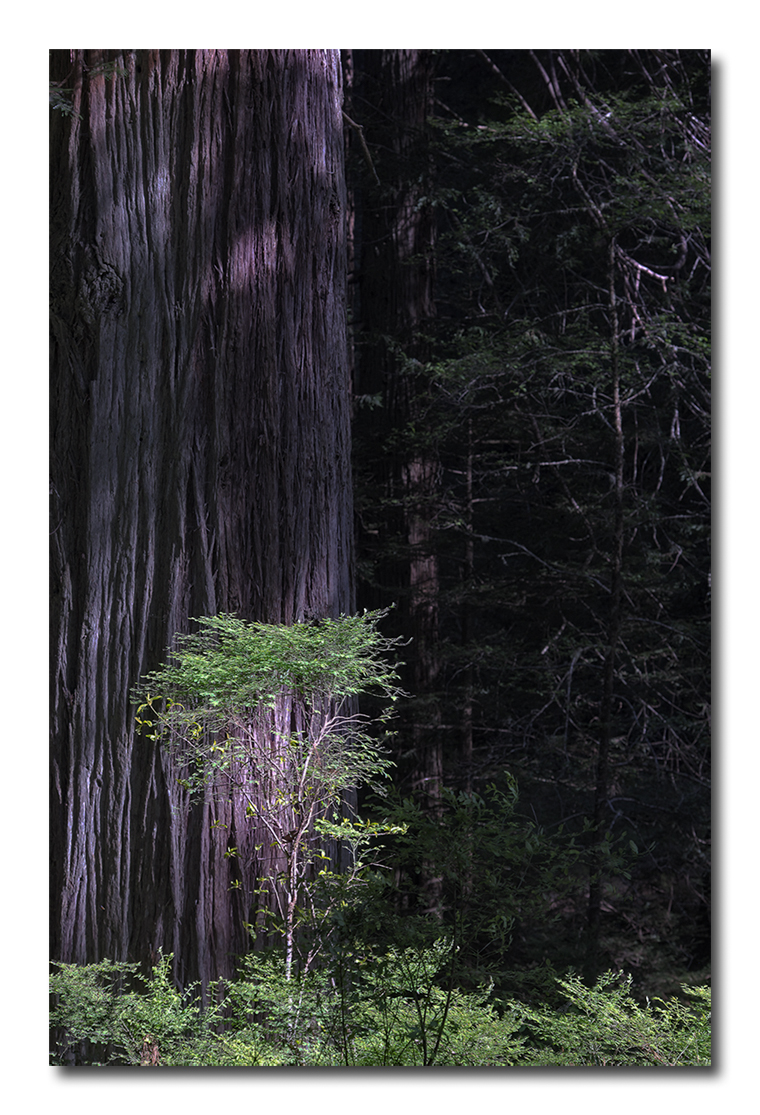 Baby_Redwood.jpg