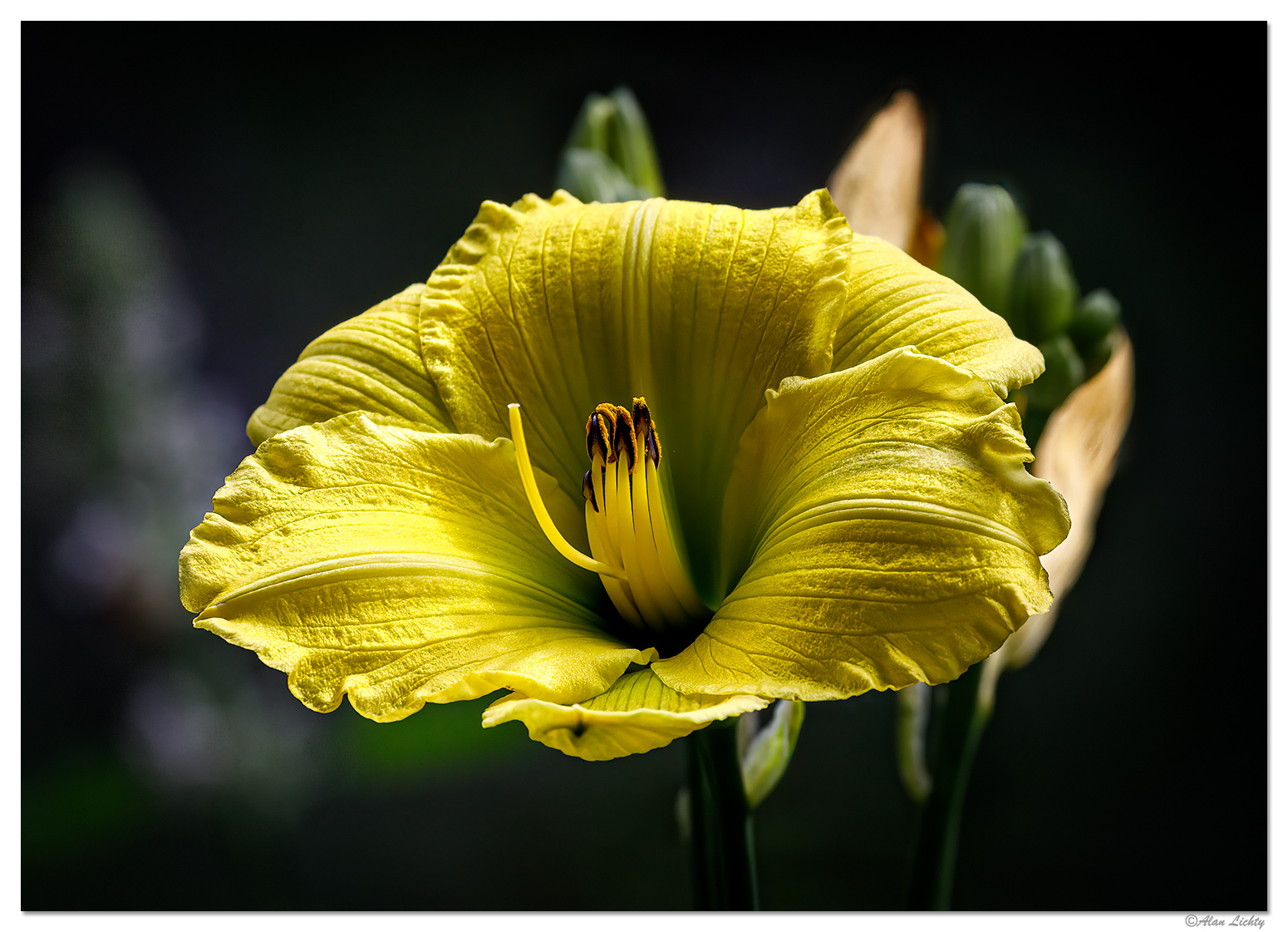 BackyardBlooms-DL.jpg