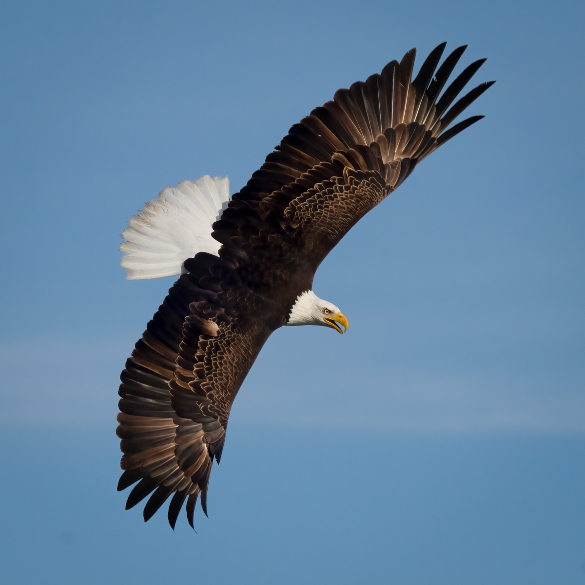 Bald Eagle-00122-Edit.jpg