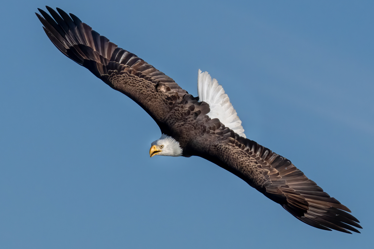 Bald Eagle-00222-Edit.jpg