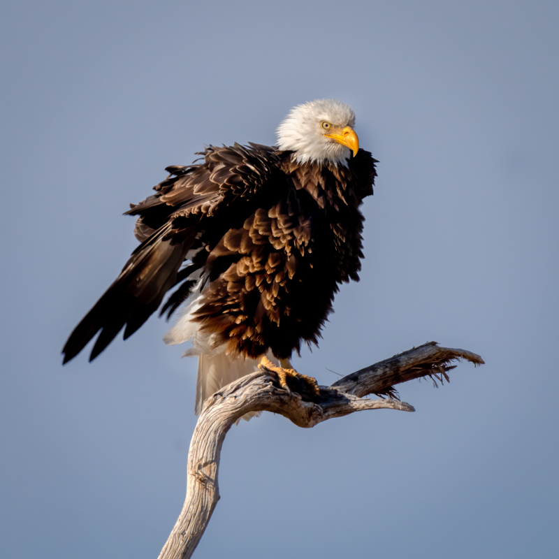 Bald Eagle-00441-Edit.jpg
