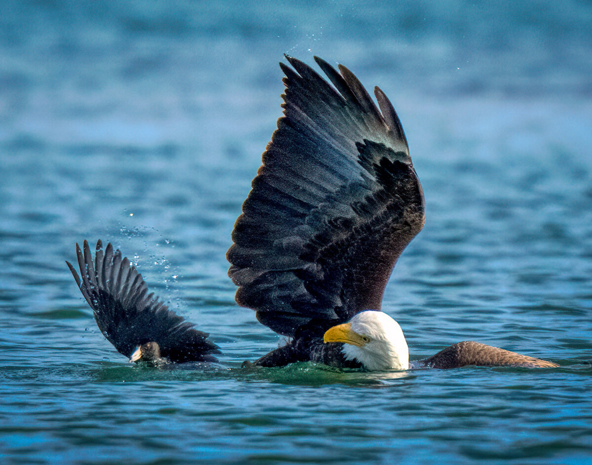 Bald eagle-09600-Edit.jpg