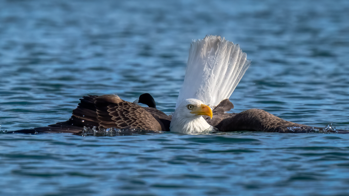 Bald eagle-09651-Edit.jpg