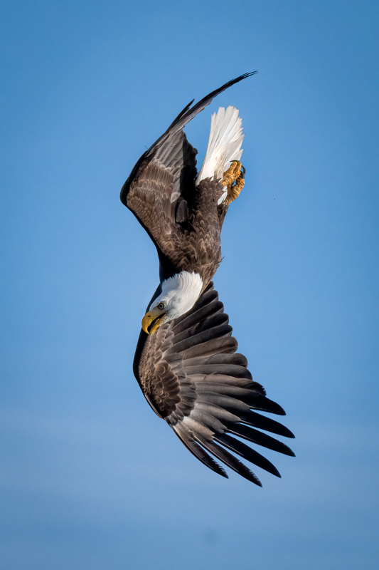 Bald eagle-09882-Edit-2.jpg
