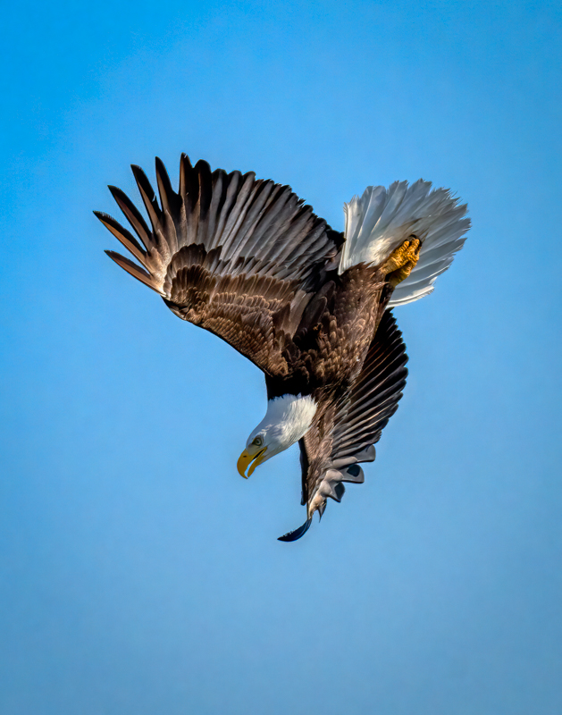 Bald eagle-09891-Edit.jpg