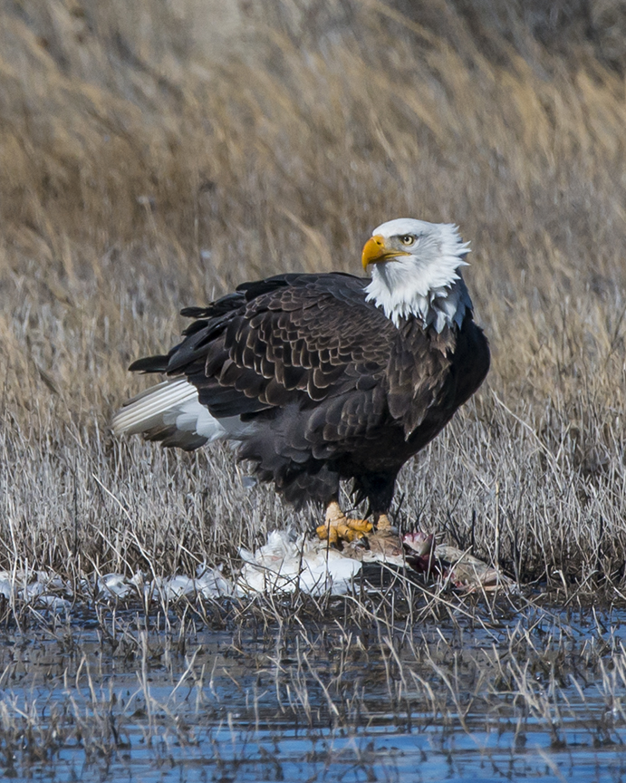 Bald Eagle (1 of 1).jpg