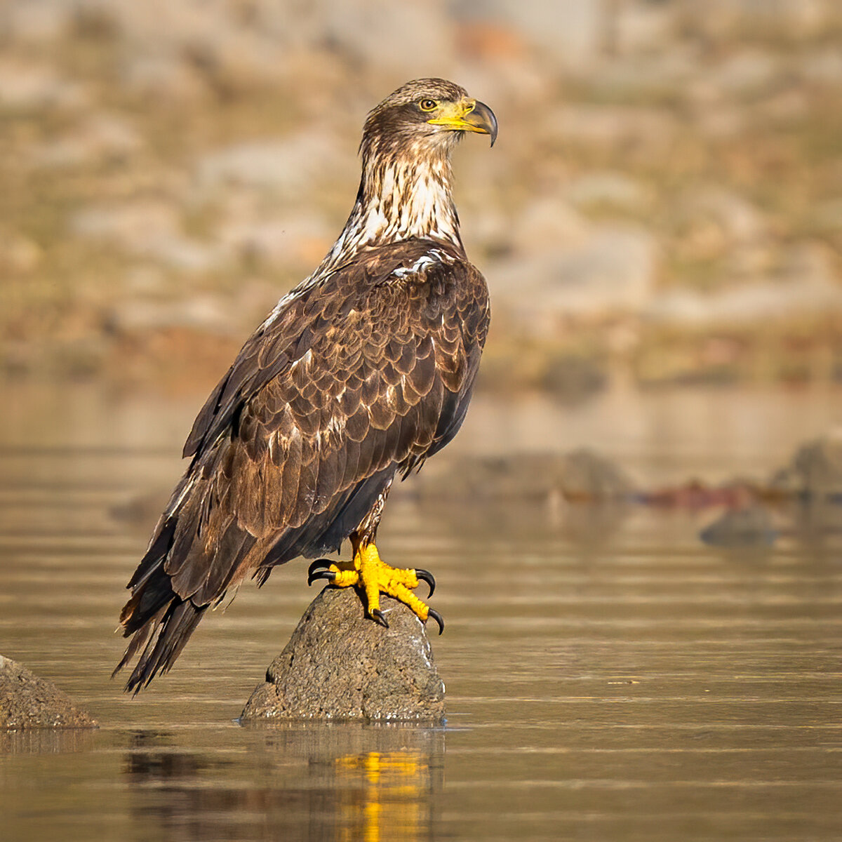 Bald eagle-1912-Edit.jpg