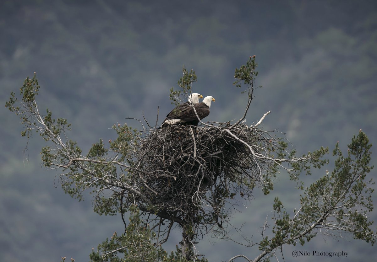Bald Eagle 2.jpg