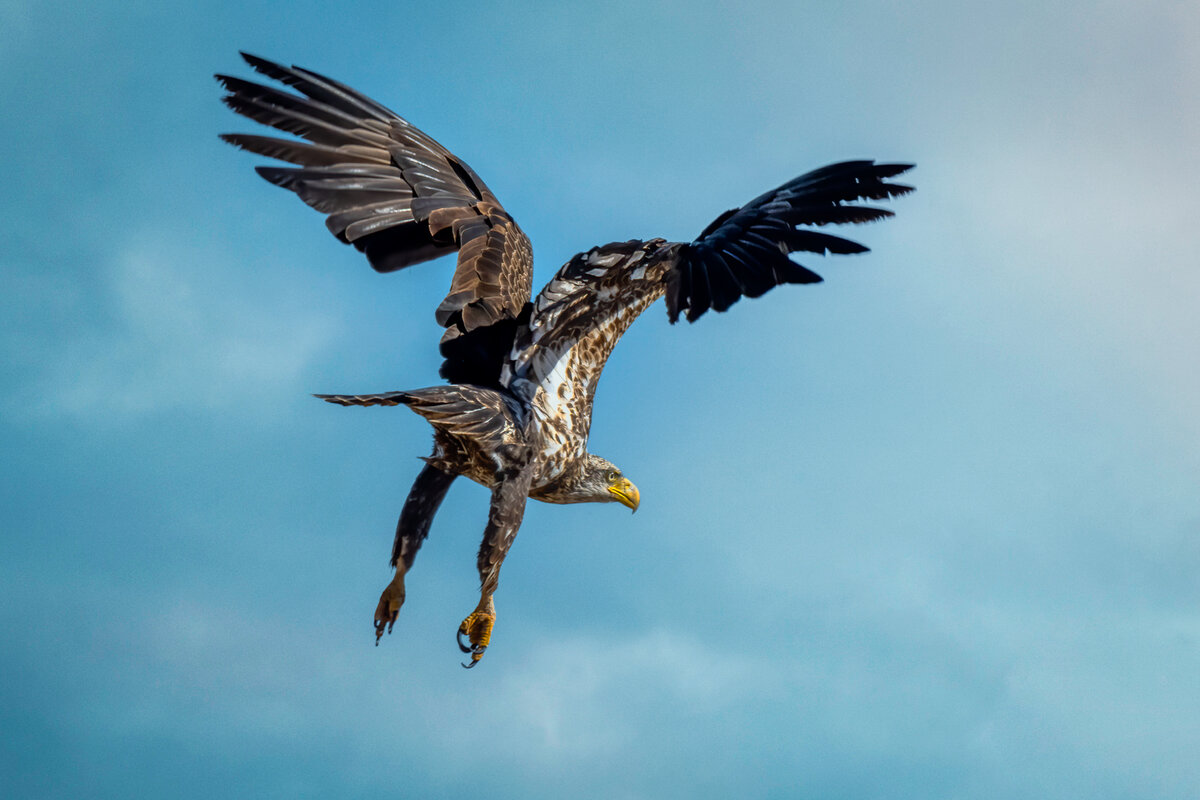 Bald eagle-2105-Edit.jpg