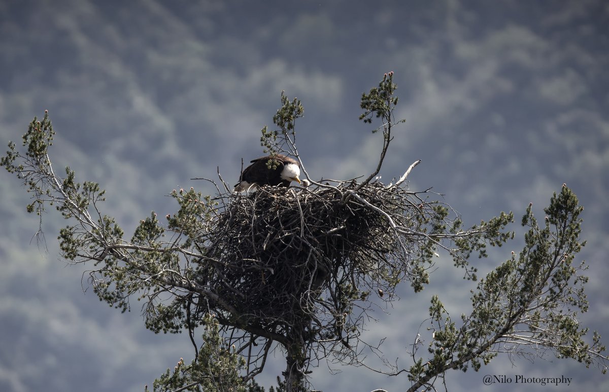 Bald Eagle 3.jpg