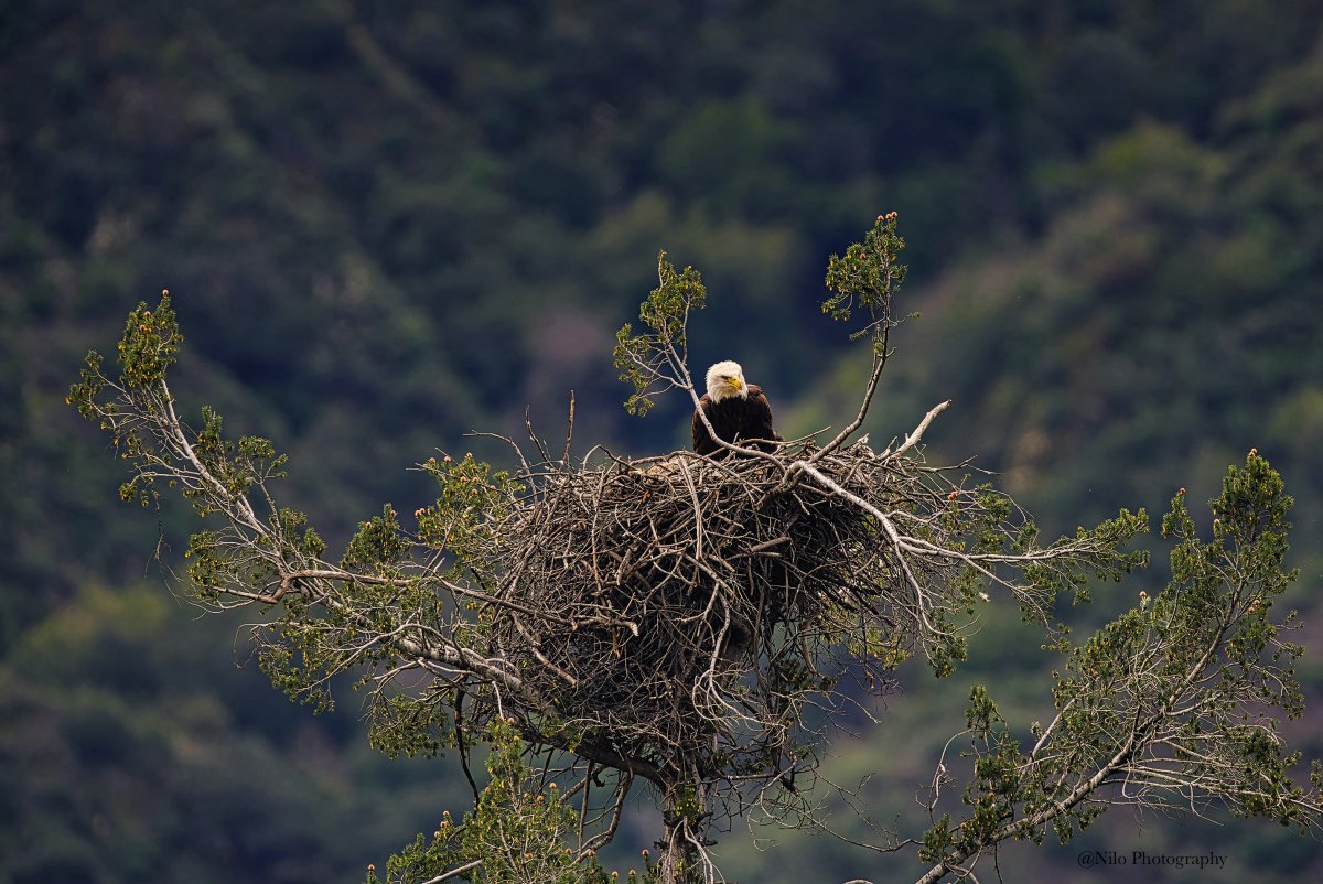 Bald Eagle 4.jpg