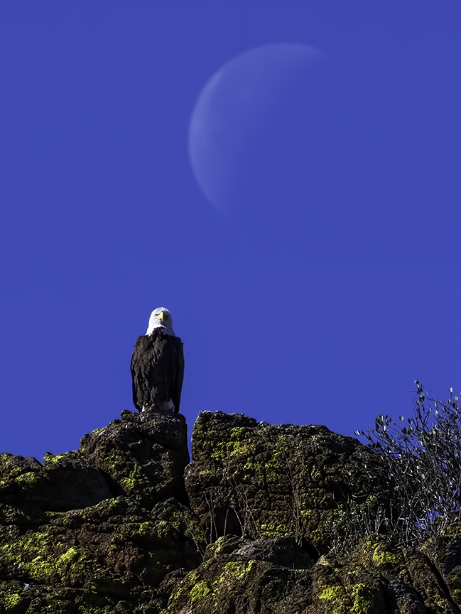 Bald Eagle and moon.jpg