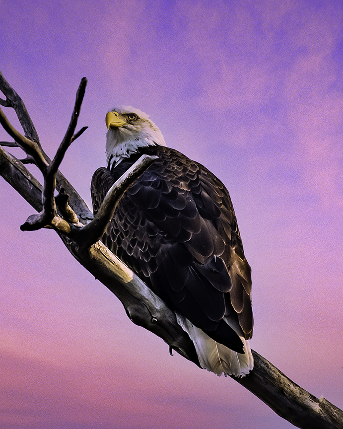 Bald Eagle, Dead Ranch Horse State Park, AZ.jpg