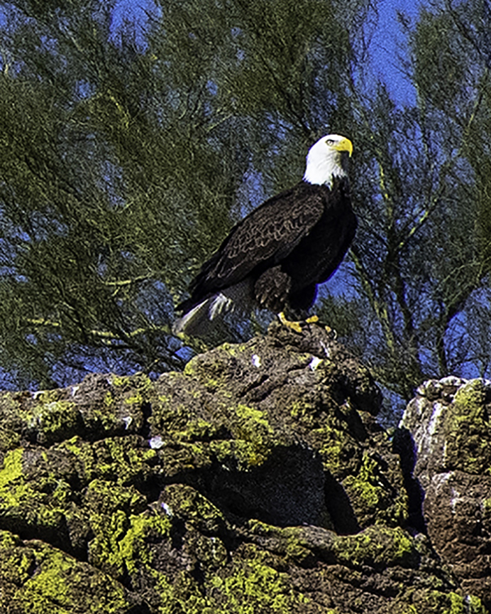 Bald Eagle vert II.jpg