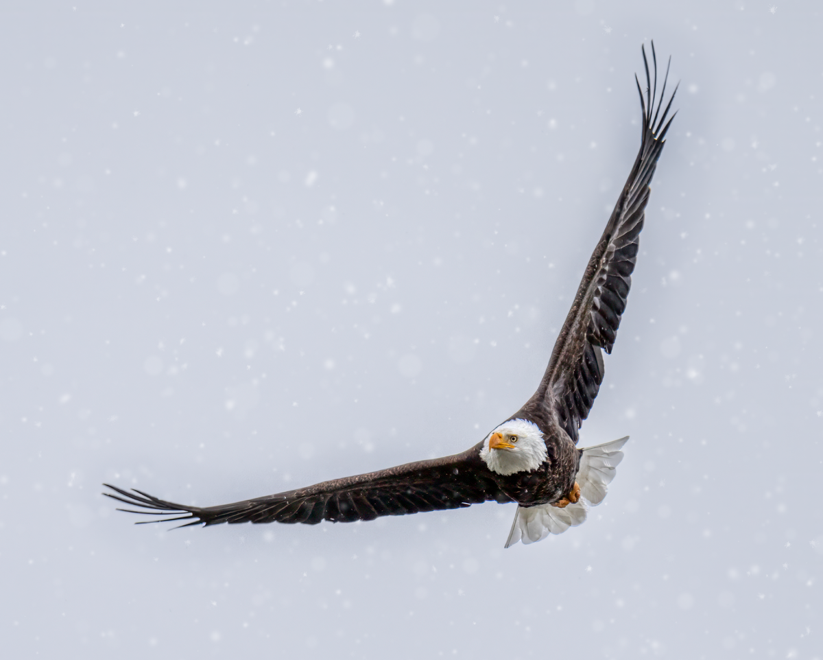 Bald Eagle- whiteout.png