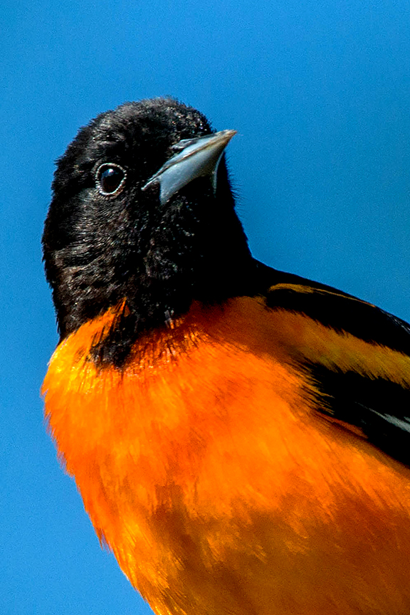 Baltimore Oriole portrait.jpg