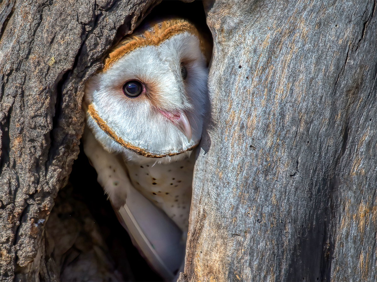 Barn Owl Tree, Arizona.jpg