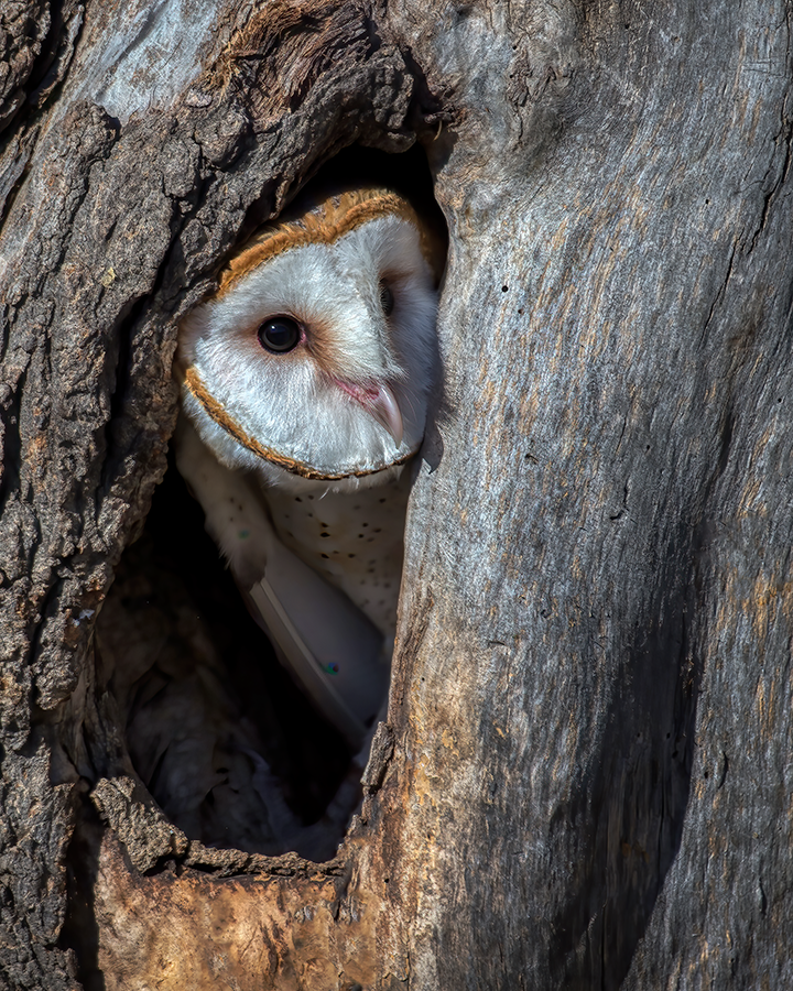 Barn Owl Tree png.png