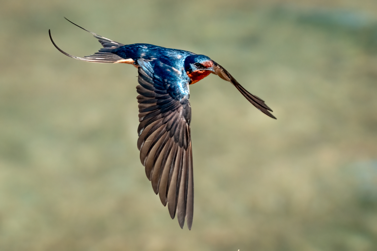 Barn Swallow -09360-Edit.jpg