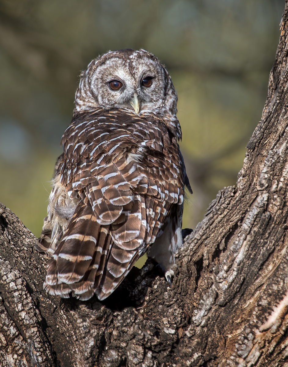 Barred Owl.jpg