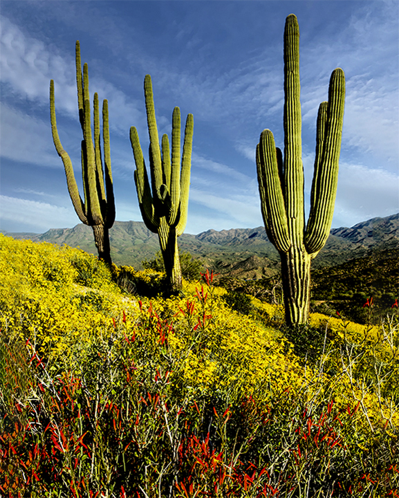 Bartlett Lake Chuperosa and brittlebush  saguaros II.jpg