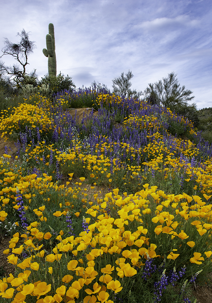 Bartlett Lake Superbloom.jpg