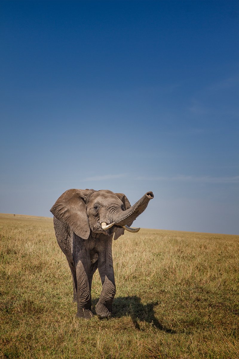 base-sniffing-elephant-1.jpg
