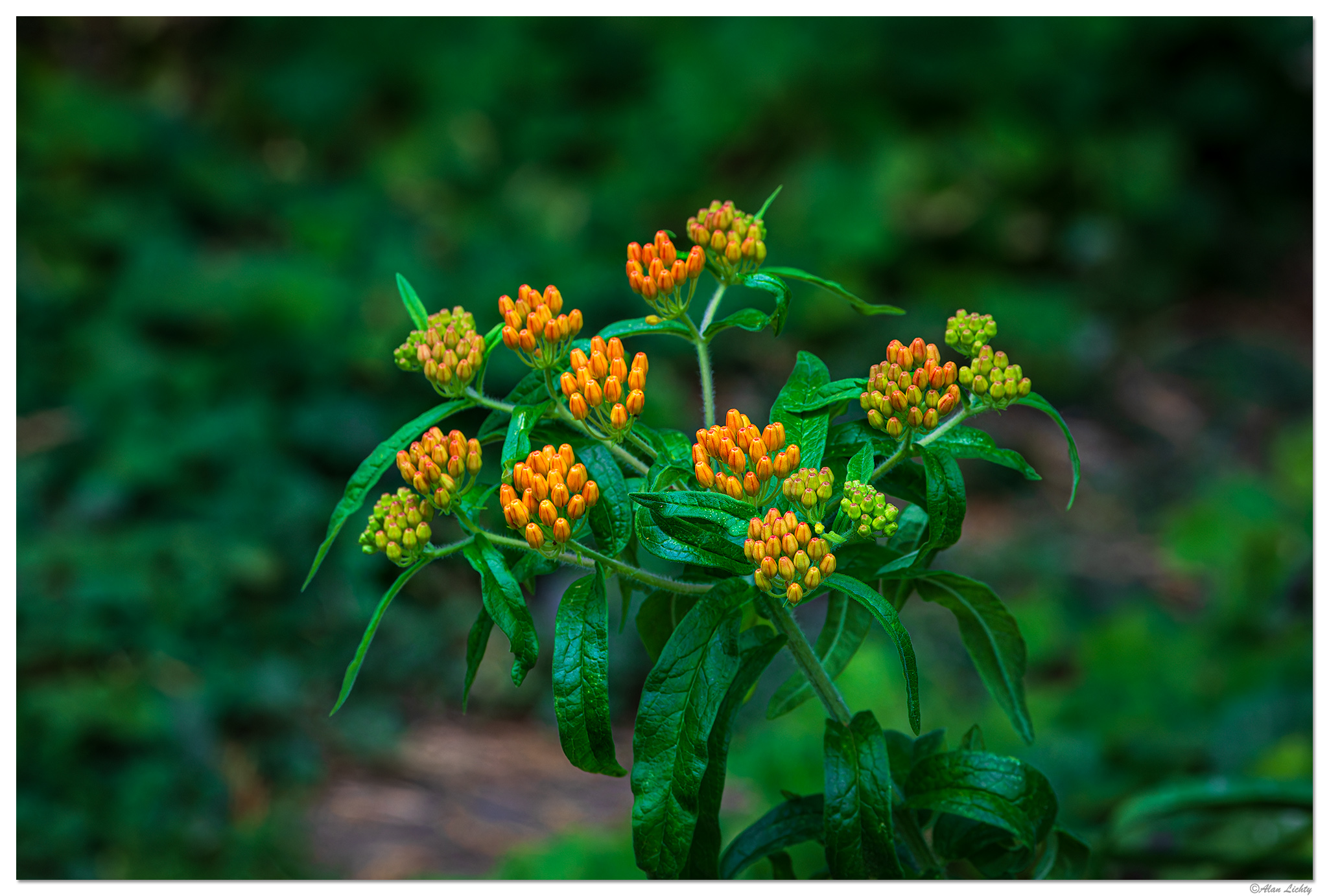 BB-ButterflyWeed.jpg