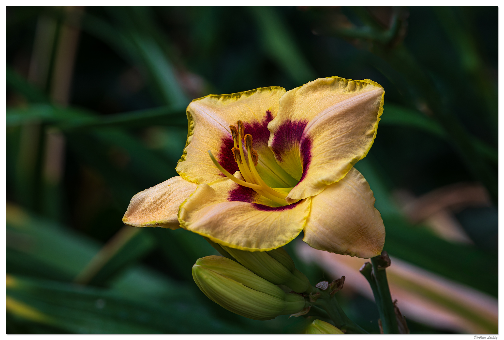 BB-DayLilly1.jpg