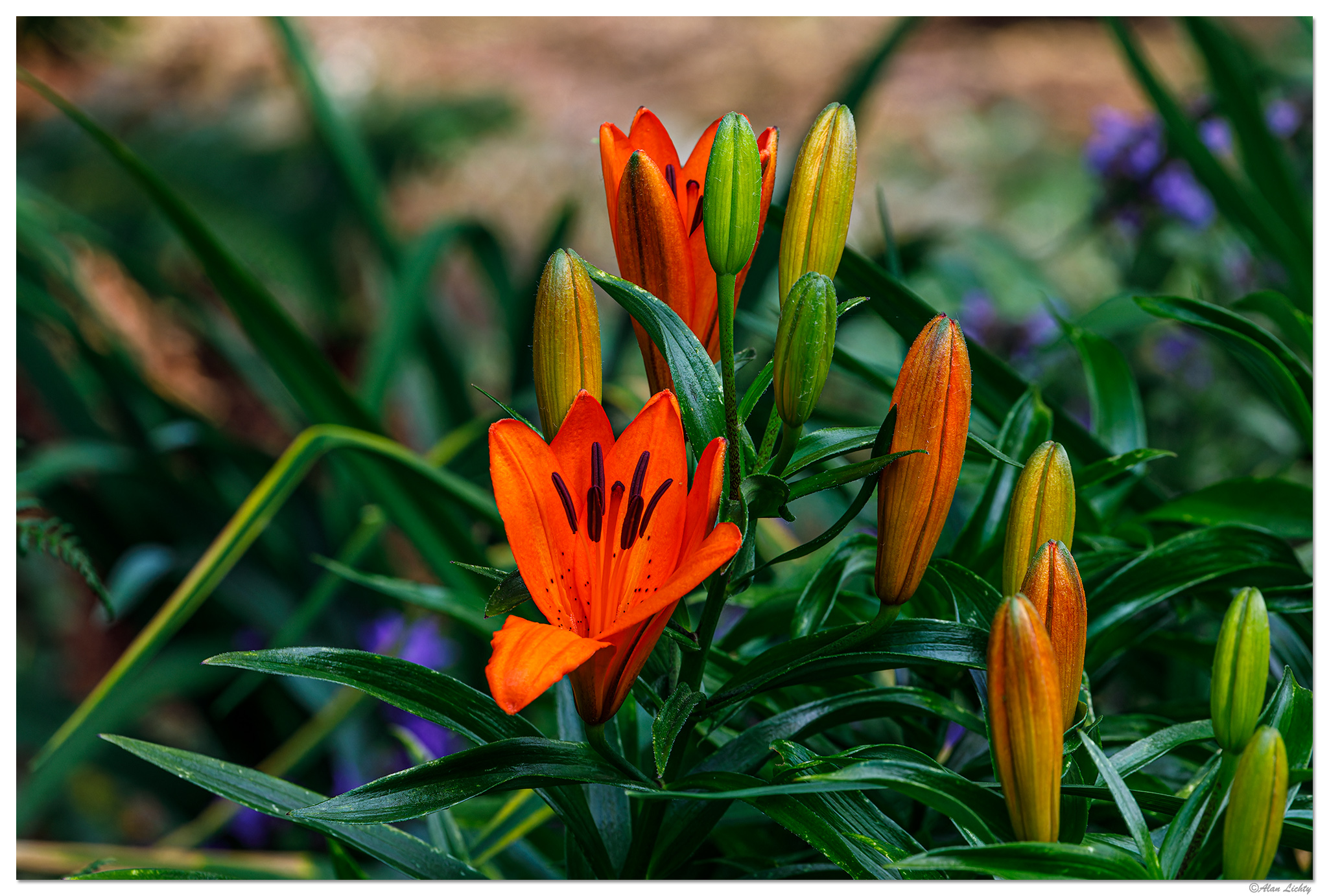 BB-DayLily061023.jpg
