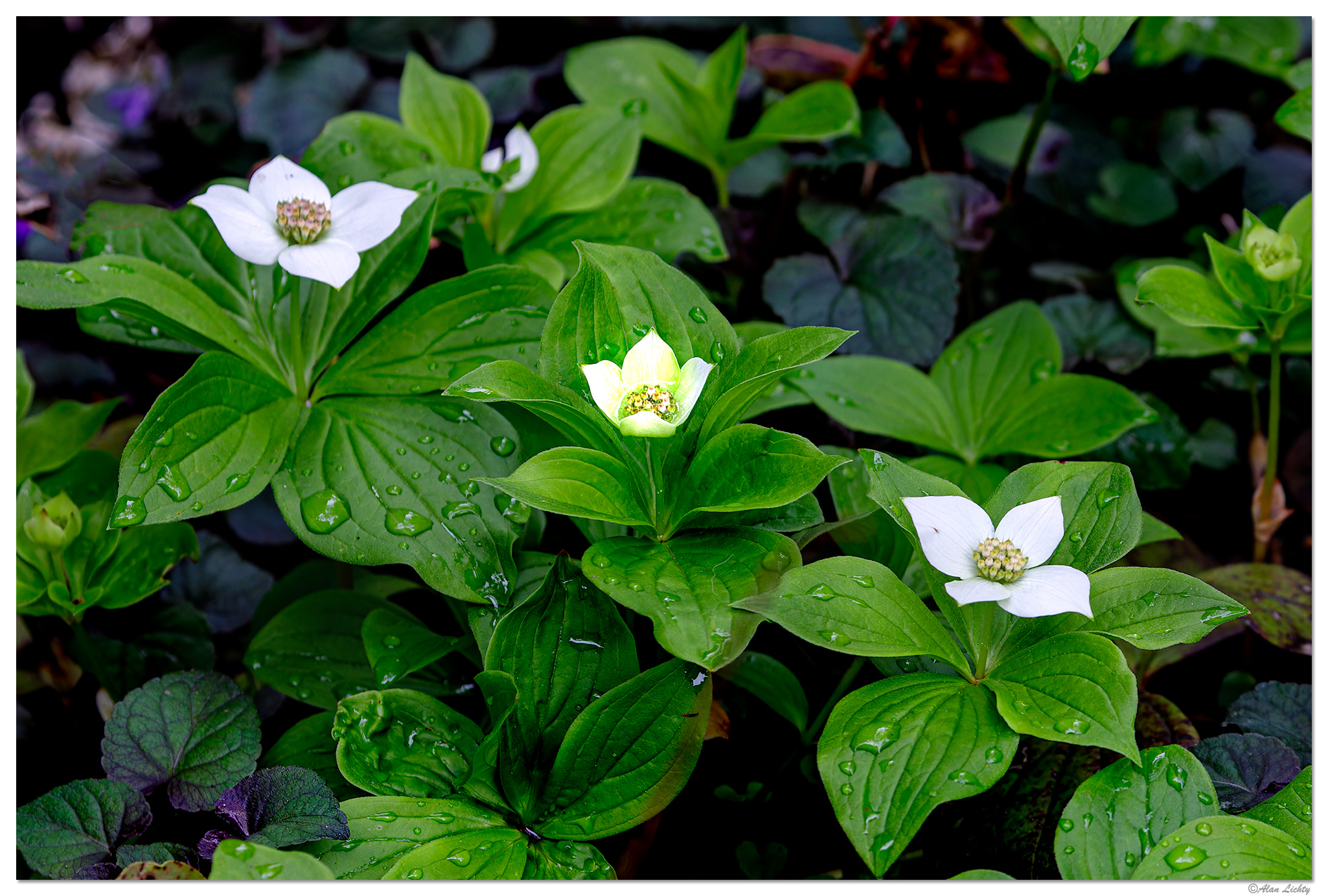 BB-GCDogwoods050723.jpg