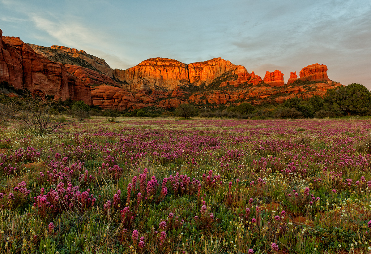 Bear mountain owl clover.jpg
