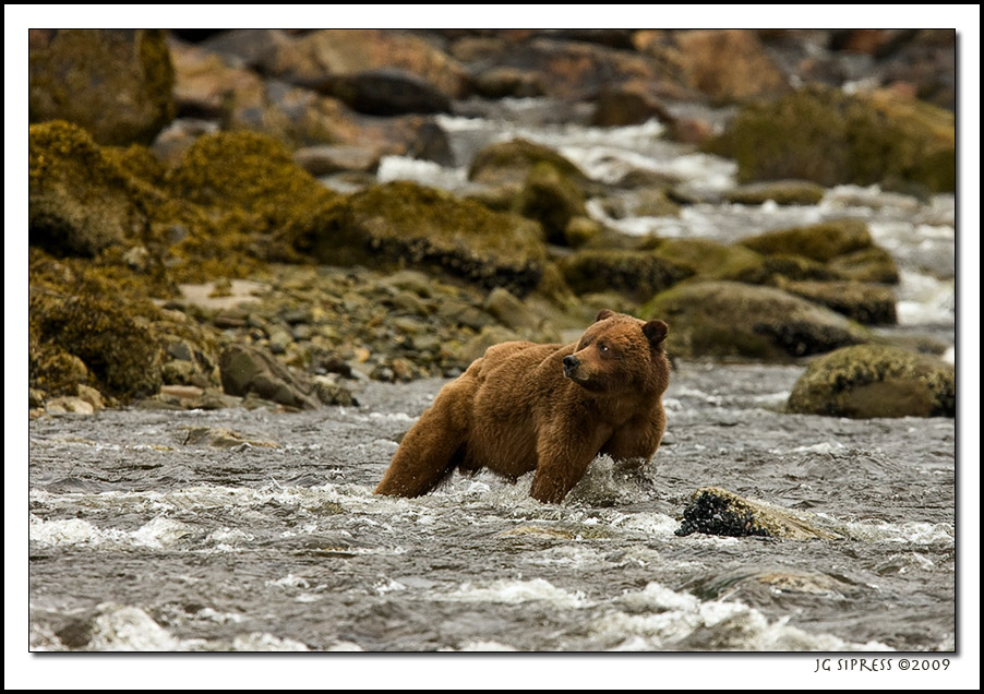 bear5.jpg