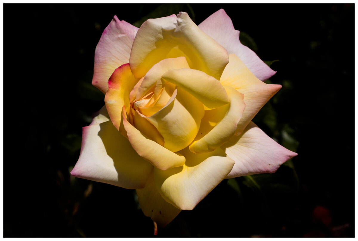 Beautiful Rose.jpg