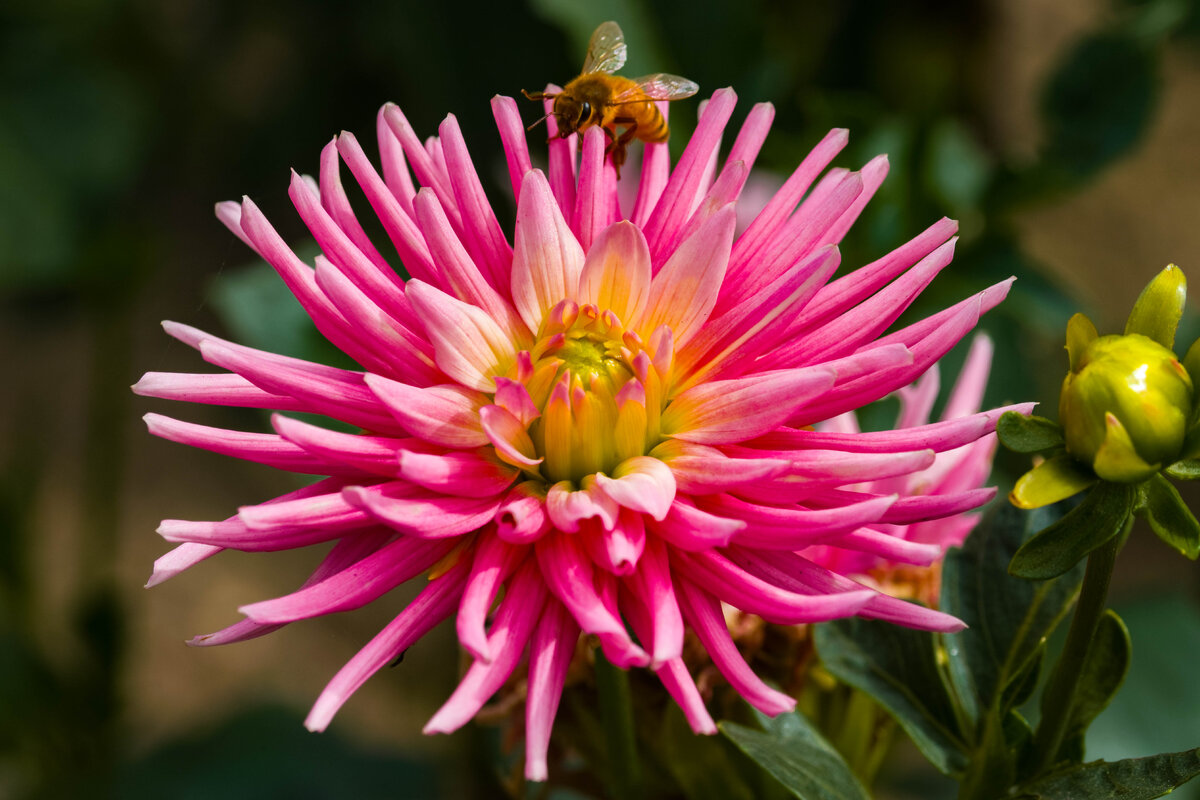 Bee and Dahlia.jpg