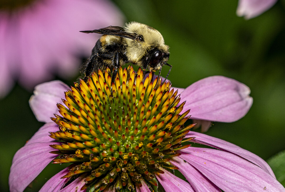 bee.jpg