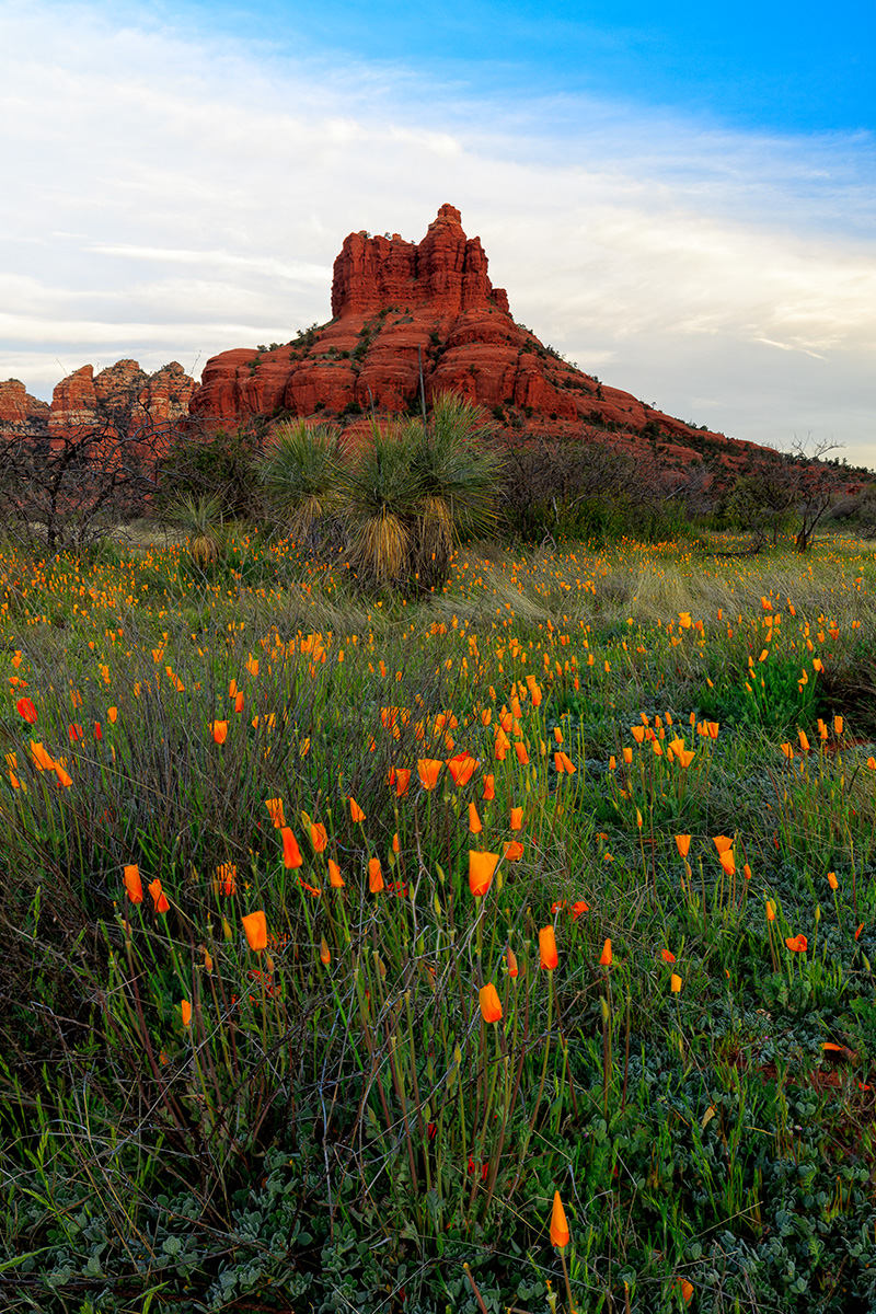 Bell Rock poppys.jpg