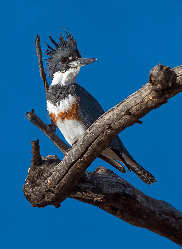 Belted Kingfisher (1 of 1)-4.jpg