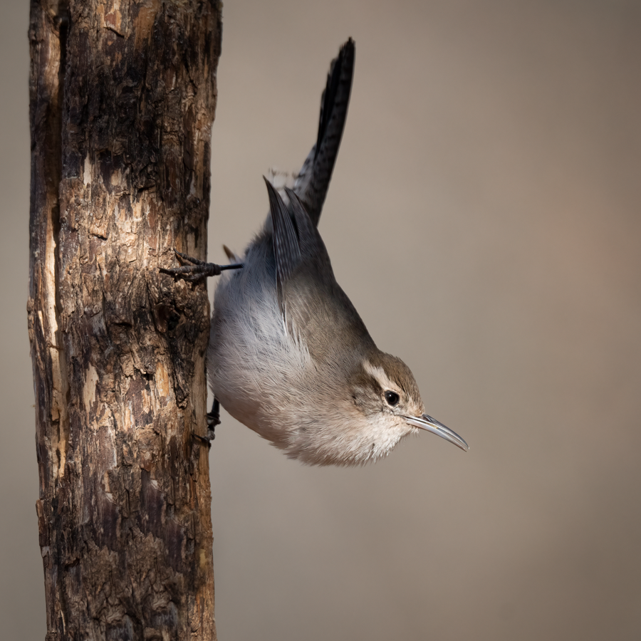 Bewick’s wren-07786-Edit.png