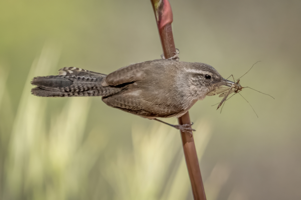 Bewick's wren-00702-Edit.jpg