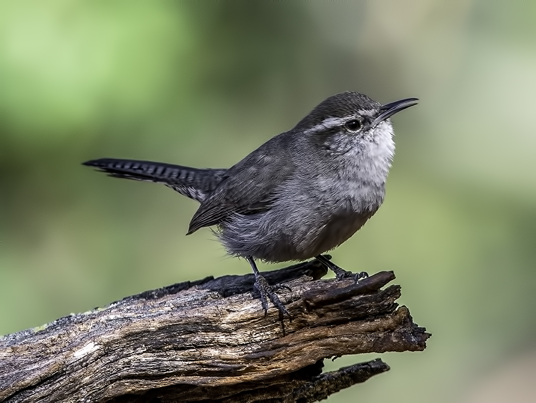 Bewick's Wren III.jpg